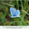 polyommatus bellargus pyatigorsk male 1